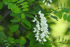 robinia akacjowa jako opał